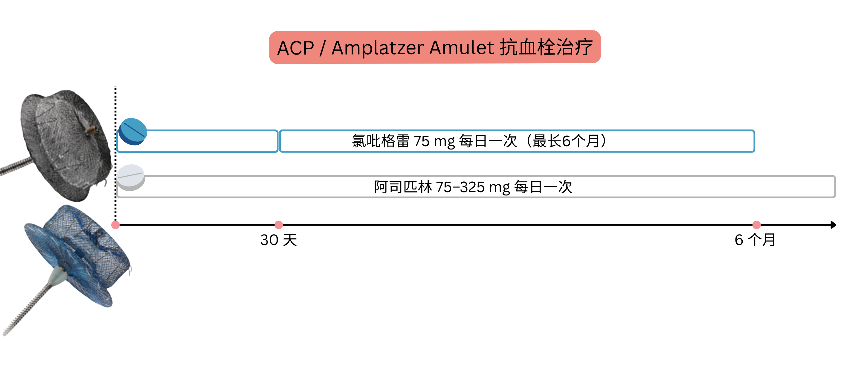 示意图展示 ACP 和 Amplatzer Amulet 装置植入后抗血栓治疗方案，在最长 6 个月的既定时间内使用氯吡格雷和阿司匹林。