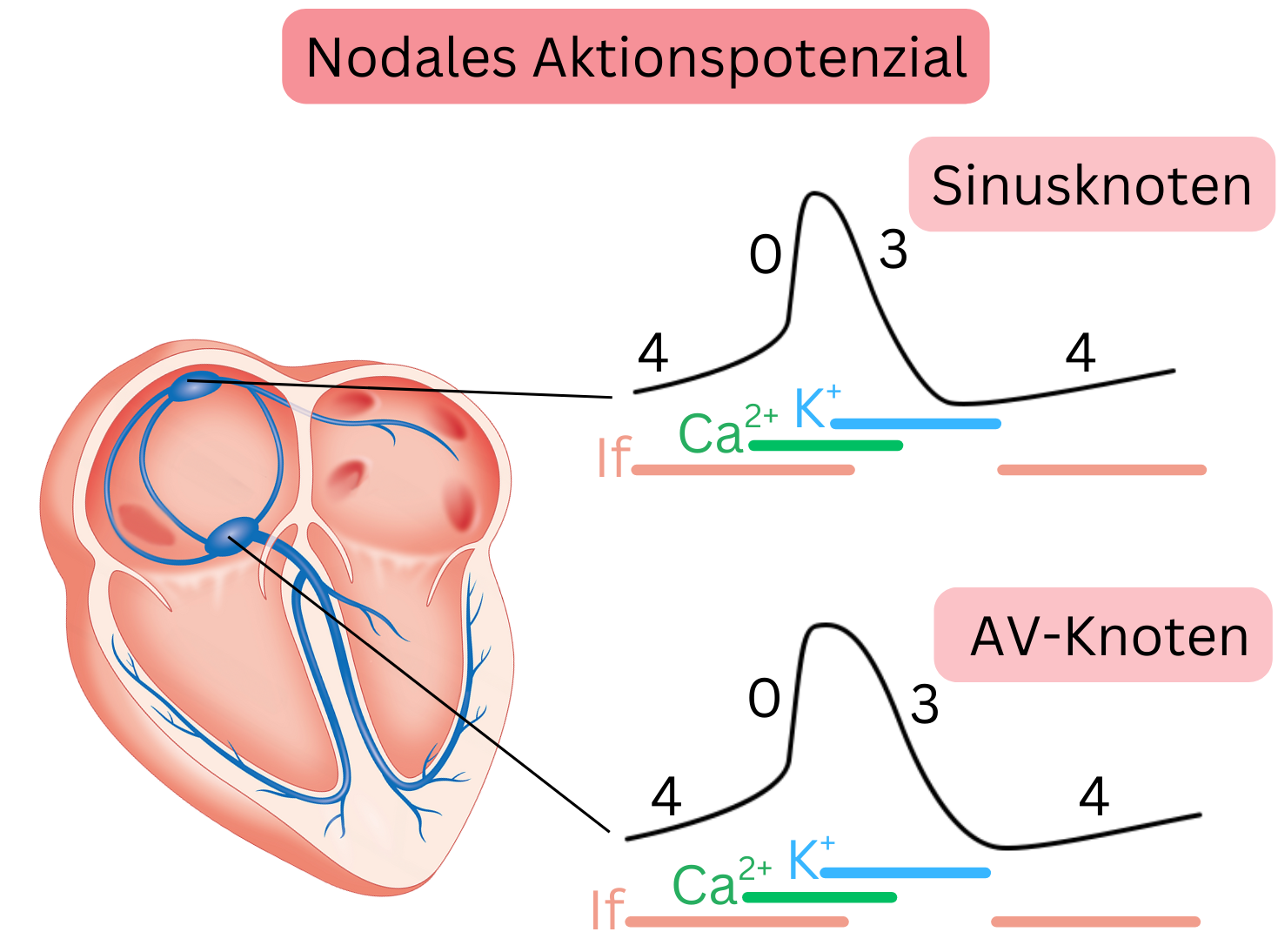 Schema des nodalen Aktionspotenzials mit Darstellung der Phasen 0, 3 und 4 im Sinus- und Atrioventrikularknoten unter Betonung des If-Stroms sowie der Calcium- und Kaliumkanäle.