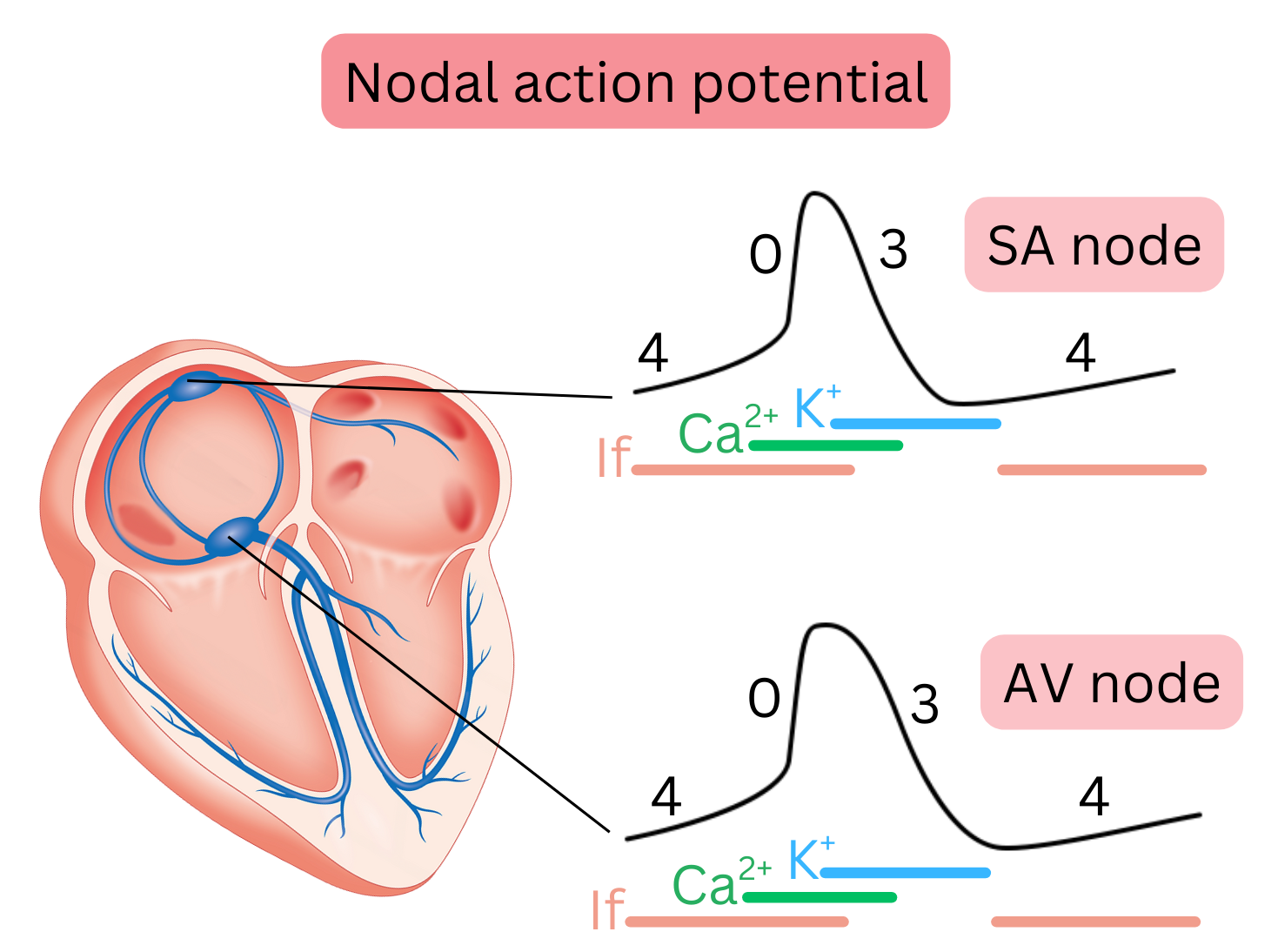 Diagram of the nodal action potential illustrating phases 0, 3, and 4 in the sinoatrial and atrioventricular nodes, highlighting the roles of the If current, calcium channels, and potassium channels.