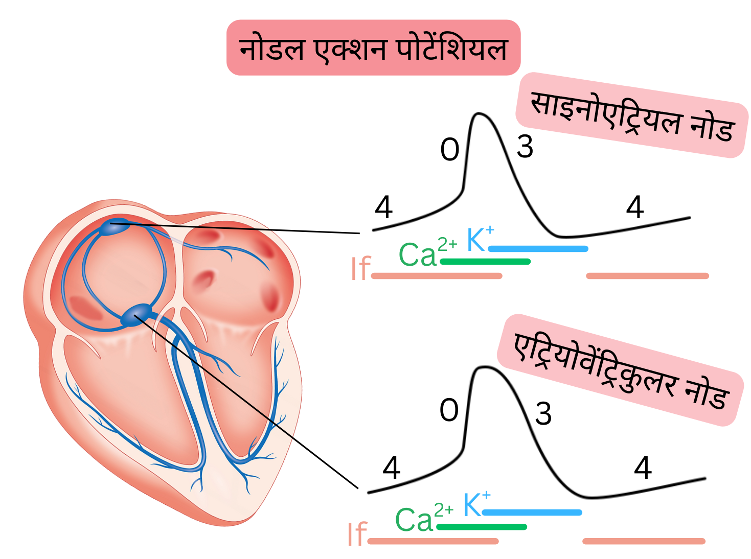 सिनोएट्रियल और एट्रियोवेंट्रिकुलर नोड में नोडल एक्शन पोटेंशियल का आरेख, जिसमें चरण 0, 3 और 4 तथा If करंट, कैल्शियम और पोटैशियम आयन चैनलों की भूमिका दर्शाई गई है।