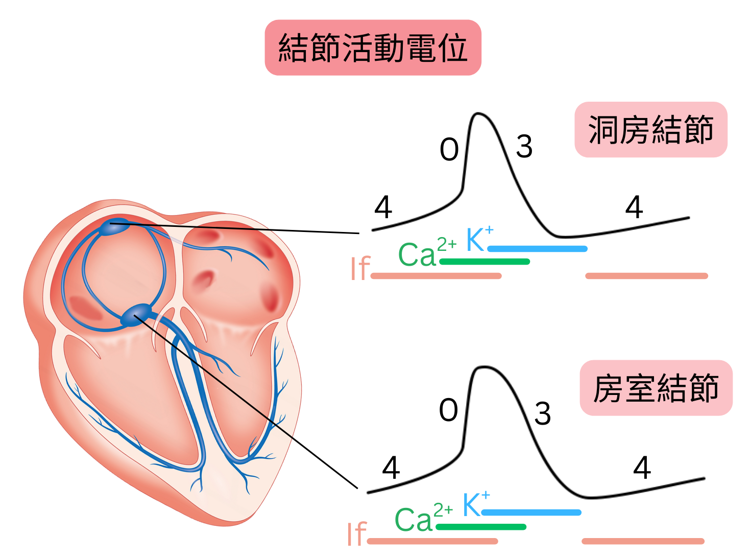 洞房結節および房室結節における結節性活動電位の模式図で、If電流、カルシウムおよびカリウムチャネルの役割と第0相・第3相・第4相を示す。