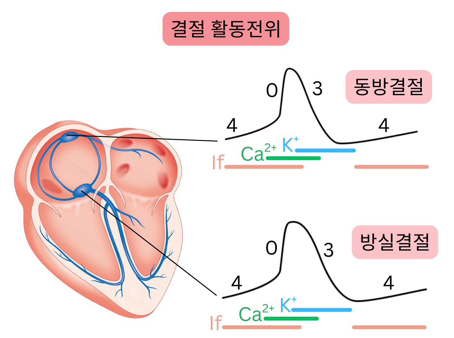 동방결절과 방실결절에서의 결절 활동전위를 나타낸 도식으로, If 전류와 칼슘 및 칼륨 이온 채널의 역할과 0, 3, 4단계를 보여준다.