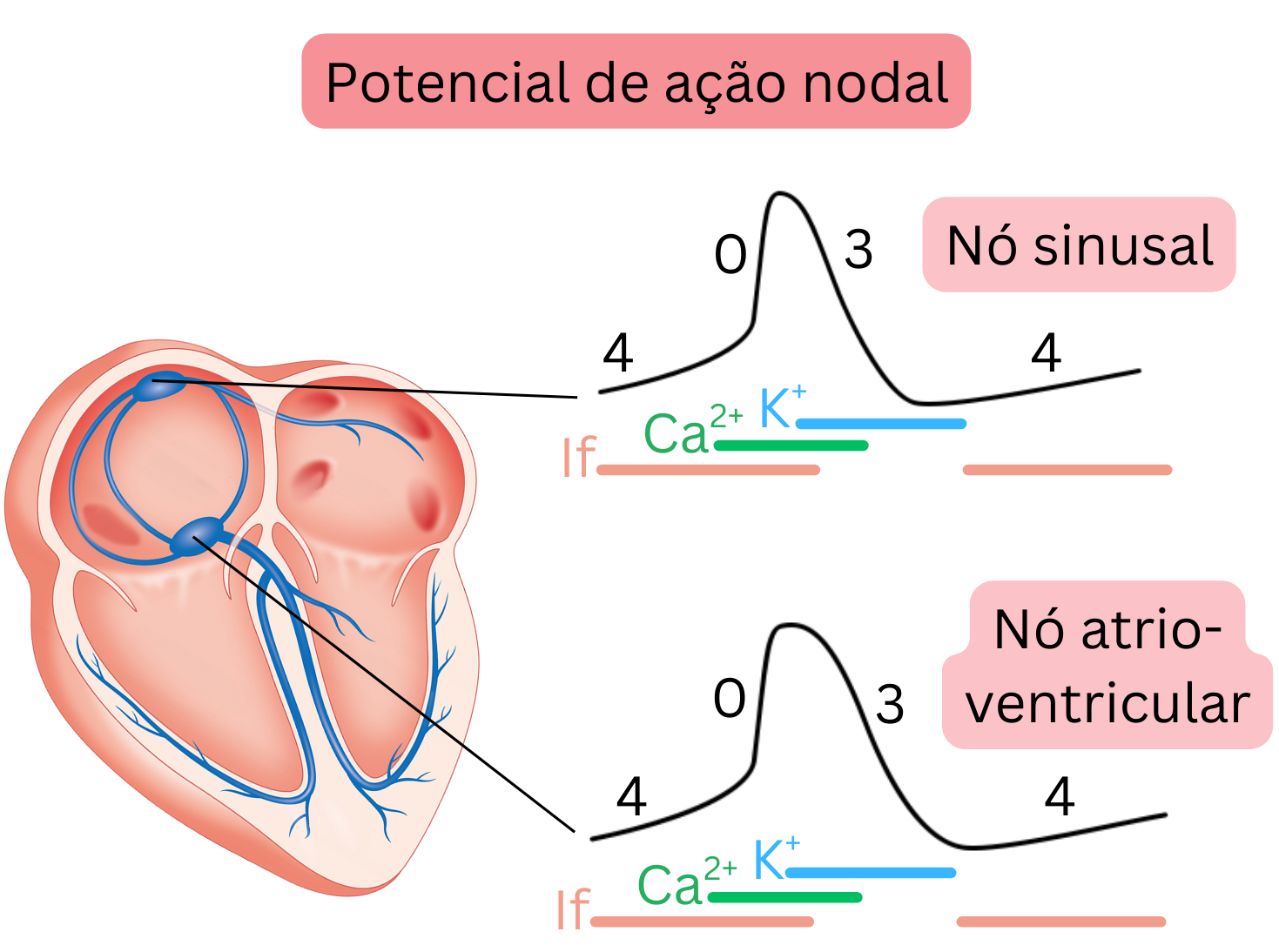 Esquema do potencial de ação nodal mostrando as fases 0, 3 e 4 nos nós sinoatrial e atrioventricular, com destaque para a corrente If e os canais de cálcio e potássio.