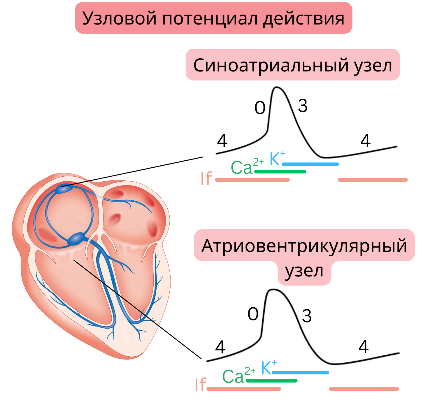 Схема узлового потенциала действия с отображением фаз 0, 3 и 4 в синусовом и атриовентрикулярном узлах, с ролью тока If, кальциевых и калиевых каналов.