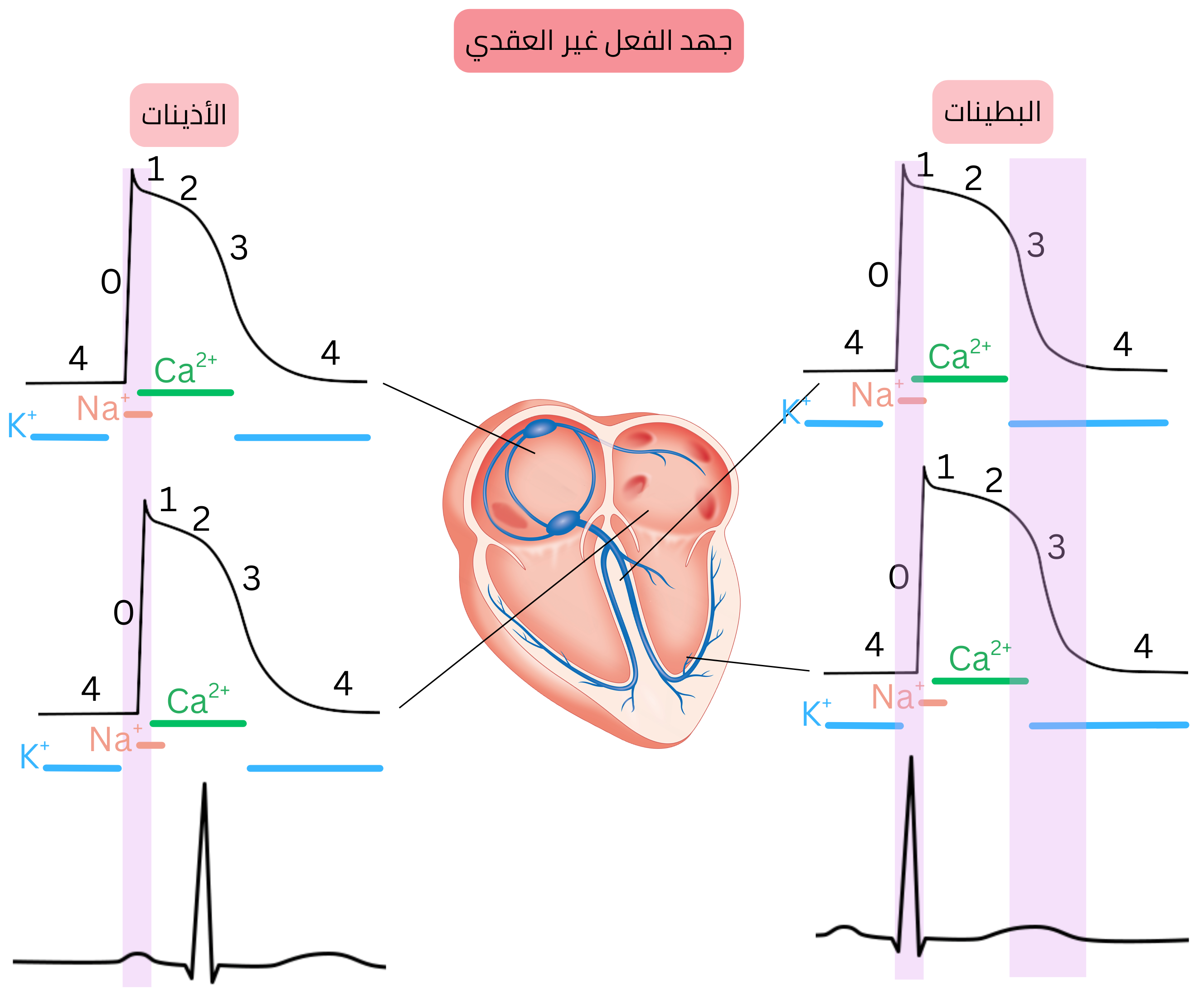 مخطط جهد الفعل غير العقدي في خلايا عضلة القلب الأذينية والبطينية، موضحًا المراحل 0–4 ودور قنوات الصوديوم والكالسيوم والبوتاسيوم.