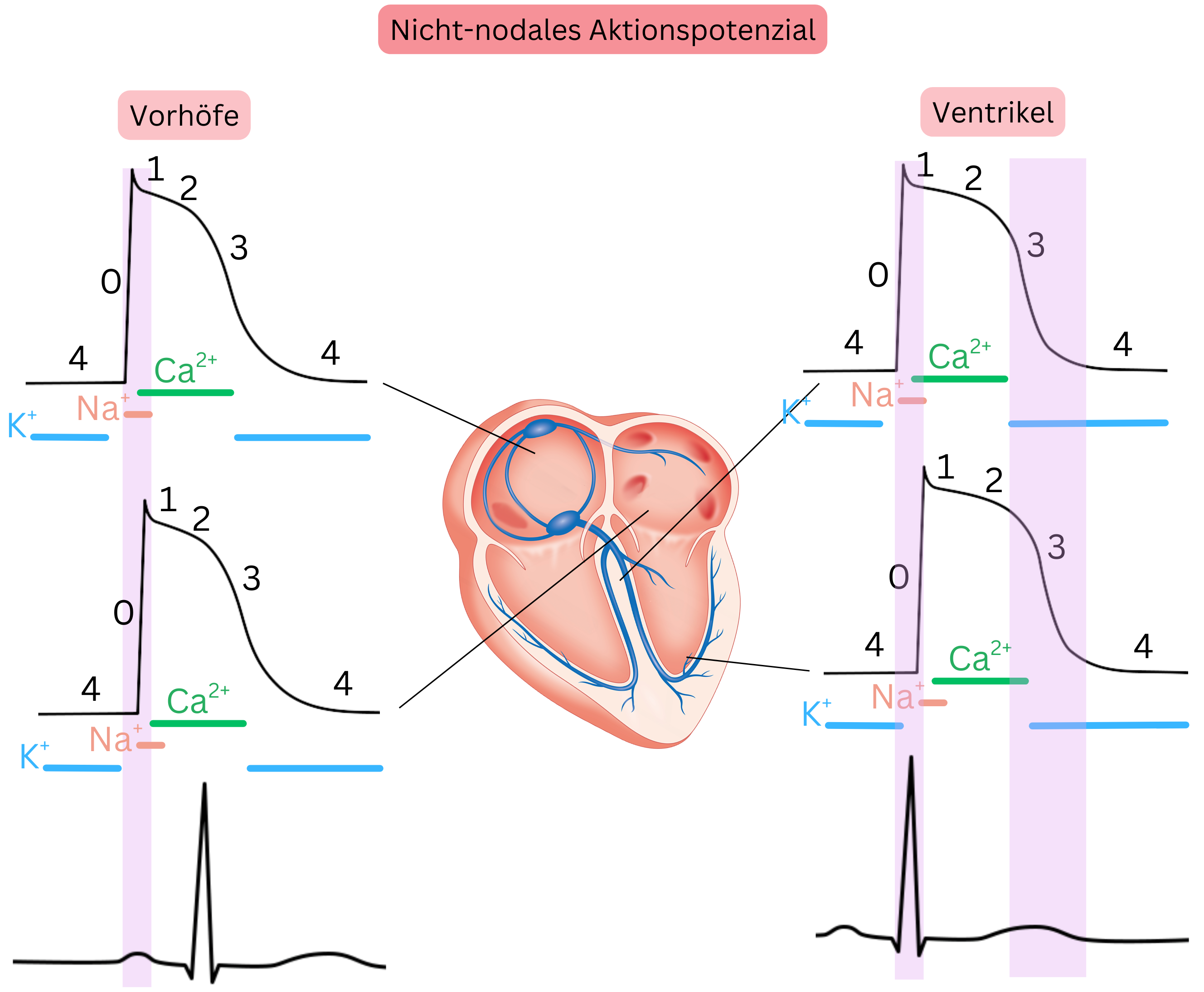 Schema des nicht-nodalen Aktionspotenzials in atrialen und ventrikulären Kardiomyozyten mit Darstellung der Phasen 0–4 sowie der Rolle von Natrium-, Calcium- und Kaliumkanälen.