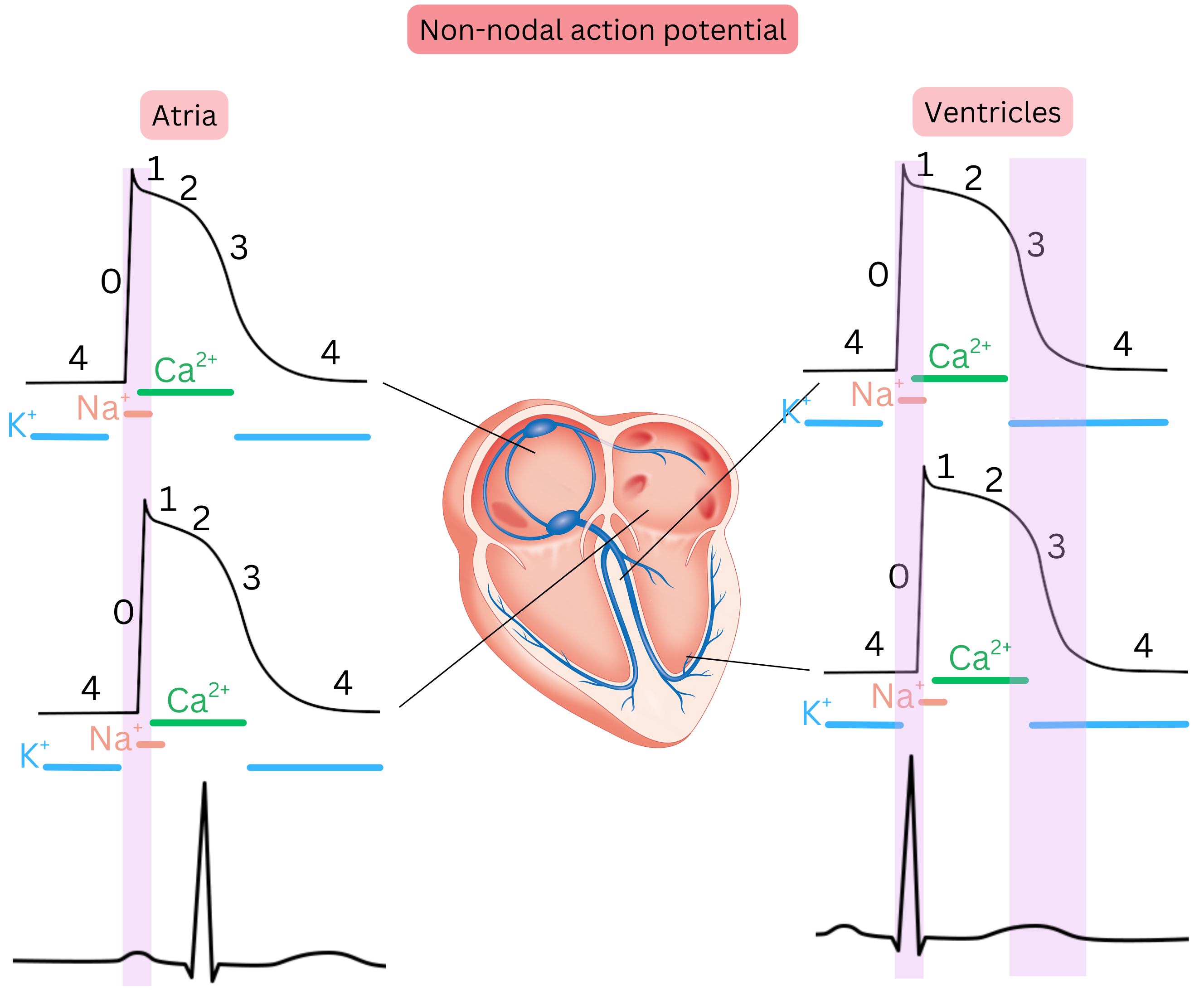 Diagram of the non-nodal action potential in atrial and ventricular cardiomyocytes illustrating phases 0–4 and the roles of sodium, calcium, and potassium ion channels.