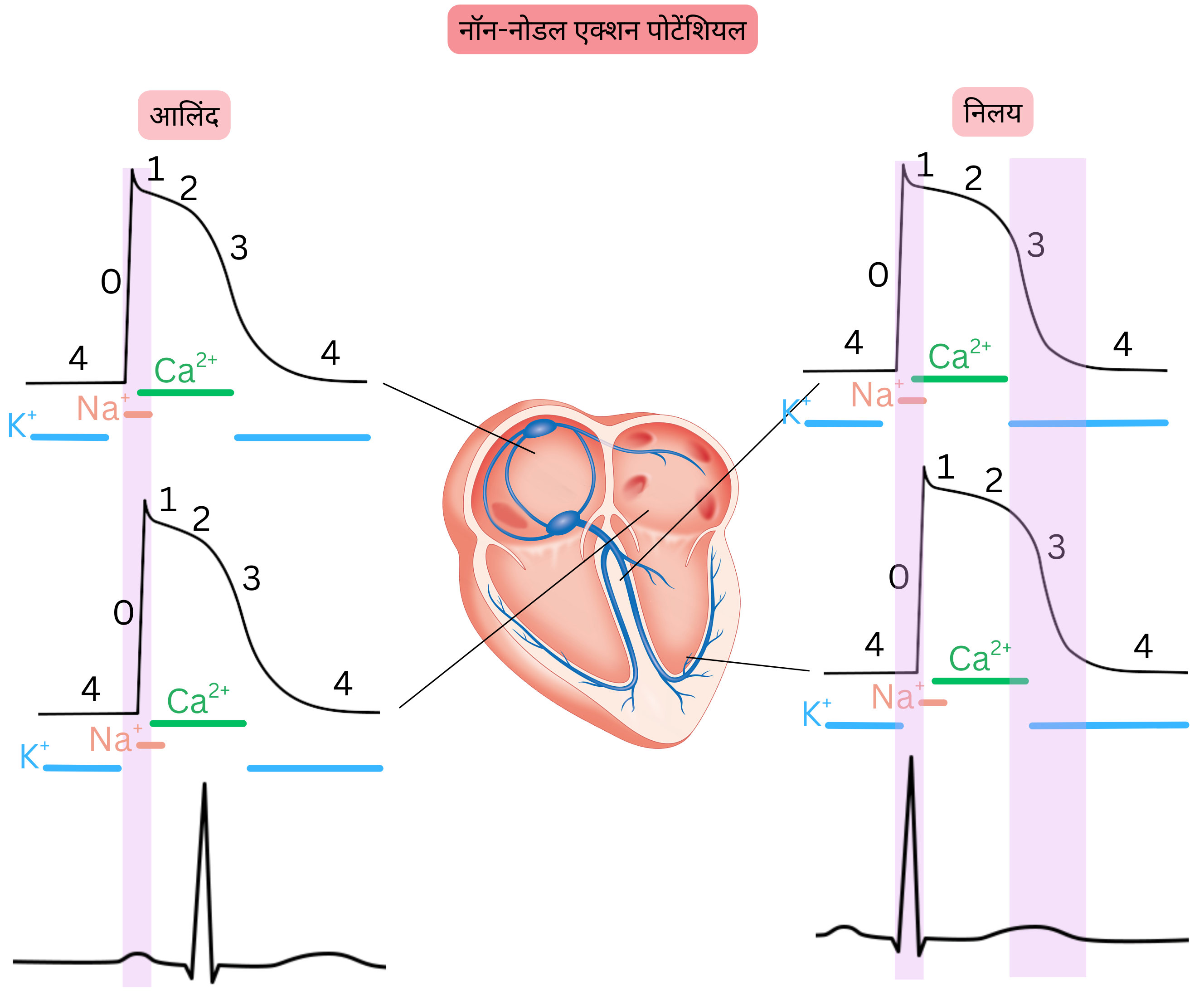 एट्रियल और वेंट्रिकुलर कार्डियोमायोसाइट्स में नॉन-नोडल एक्शन पोटेंशियल का आरेख, जिसमें चरण 0–4 और सोडियम, कैल्शियम तथा पोटैशियम आयन चैनलों की भूमिका दर्शाई गई है।