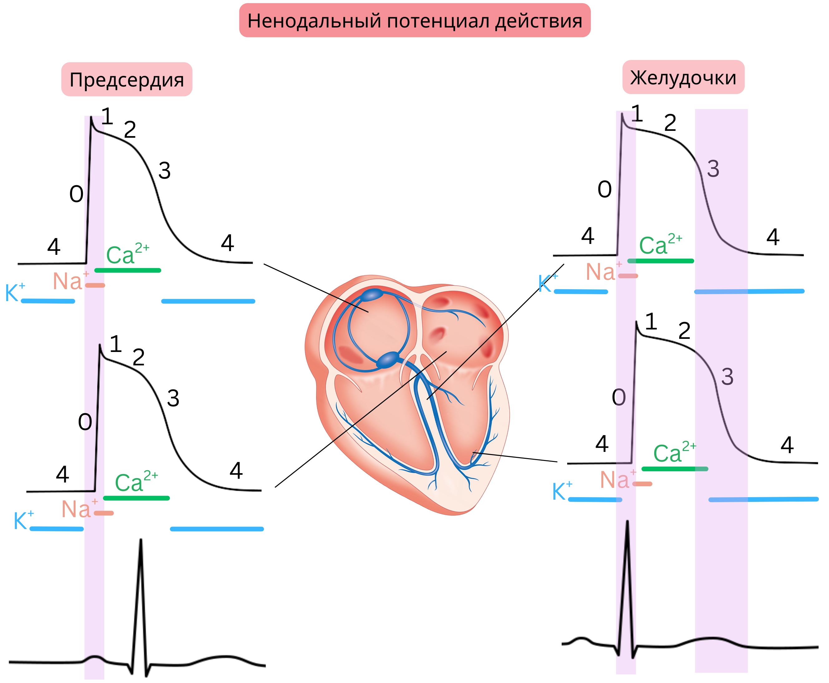 Схема ненодального потенциала действия в предсердных и желудочковых кардиомиоцитах с отображением фаз 0–4 и роли натриевых, кальциевых и калиевых каналов.