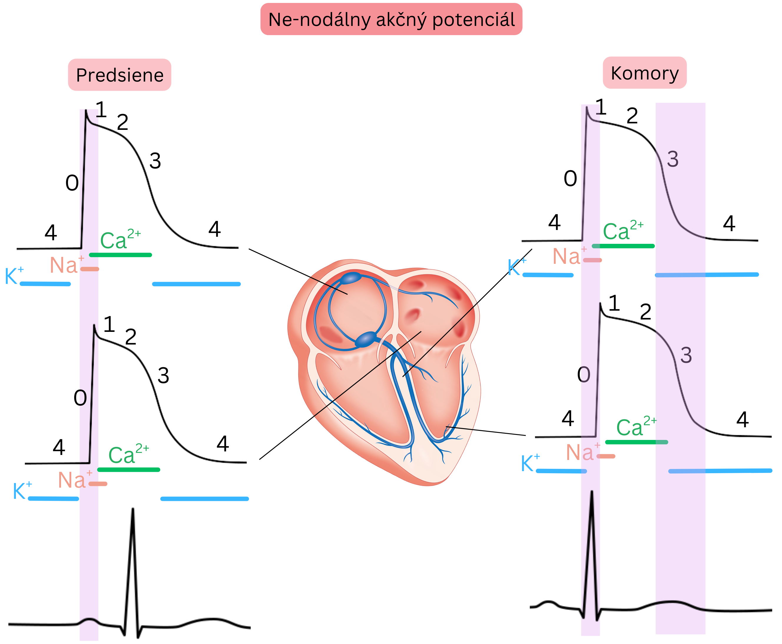 Schéma nenodálneho akčného potenciálu v predsieňových a komorových kardiomyocytoch so znázornením fáz 0–4 a úlohy sodíkových, vápnikových a draslíkových iónových kanálov.