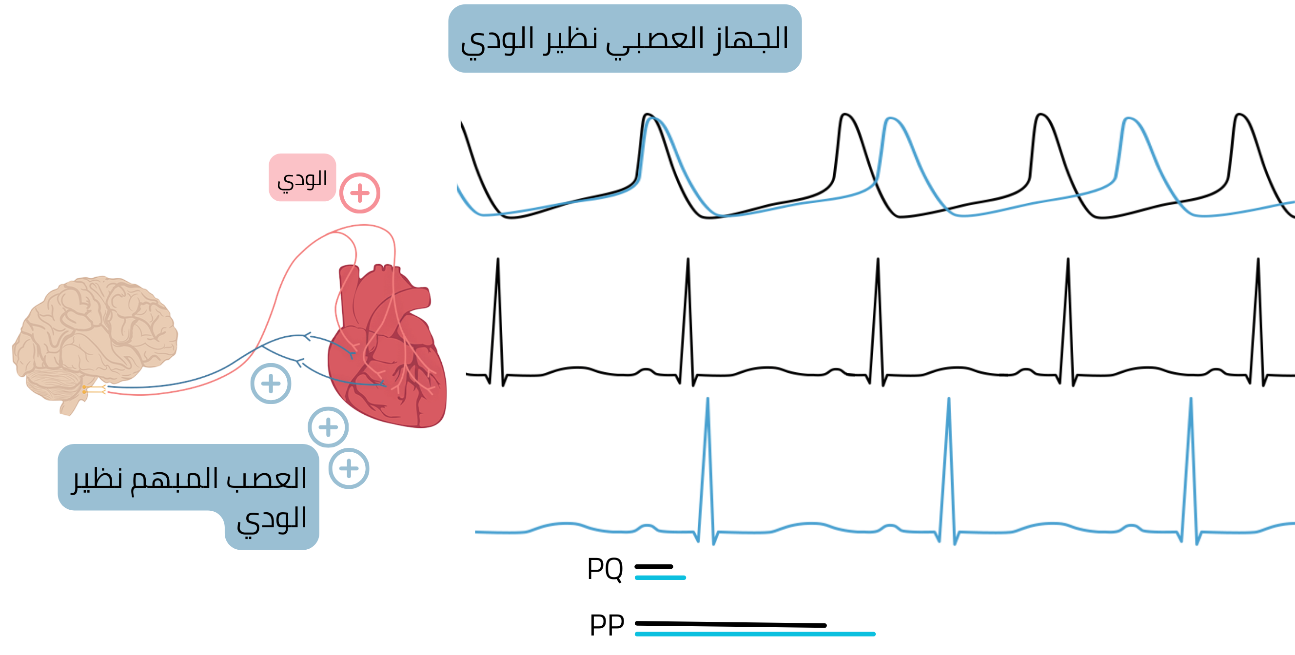 مخطط سيادة الجهاز العصبي نظير الودي يوضح زيادة نشاط العصب المبهم مع انخفاض معدل ضربات القلب وإطالة فترتي PP وPQ على تخطيط القلب.