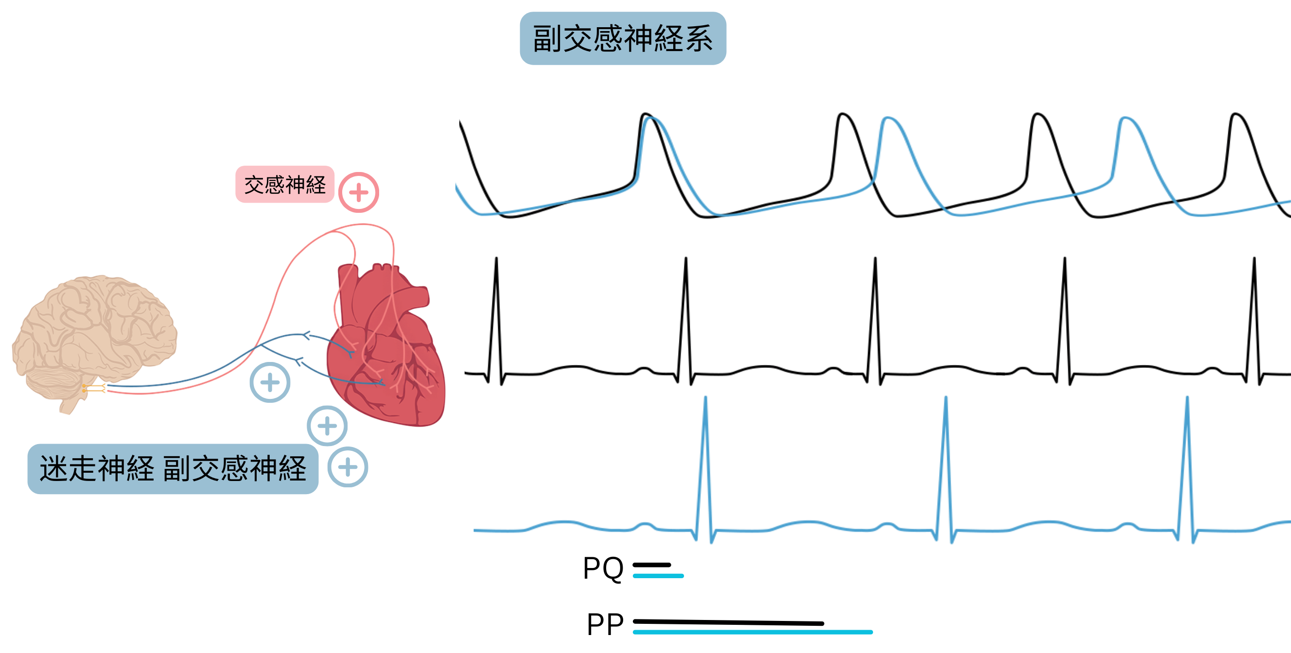 副交感神経優位を示す模式図で、迷走神経活動の亢進により心拍数が低下し、心電図のPPおよびPQ間隔が延長することを示す。