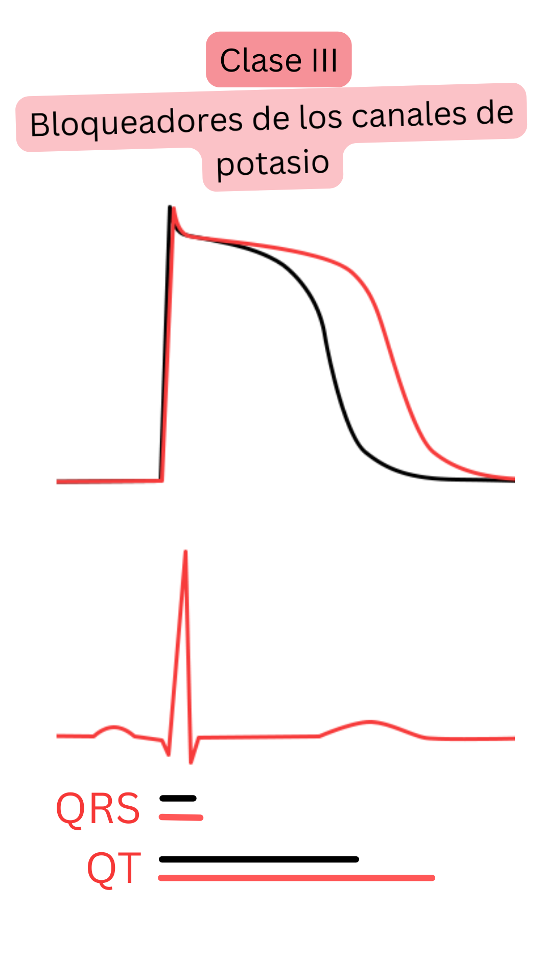 Esquema del efecto de los antiarrítmicos de clase III —bloqueadores de los canales de potasio— que muestra la prolongación de la repolarización del potencial de acción y del intervalo QT en el ECG con anchura del complejo QRS no modificada.