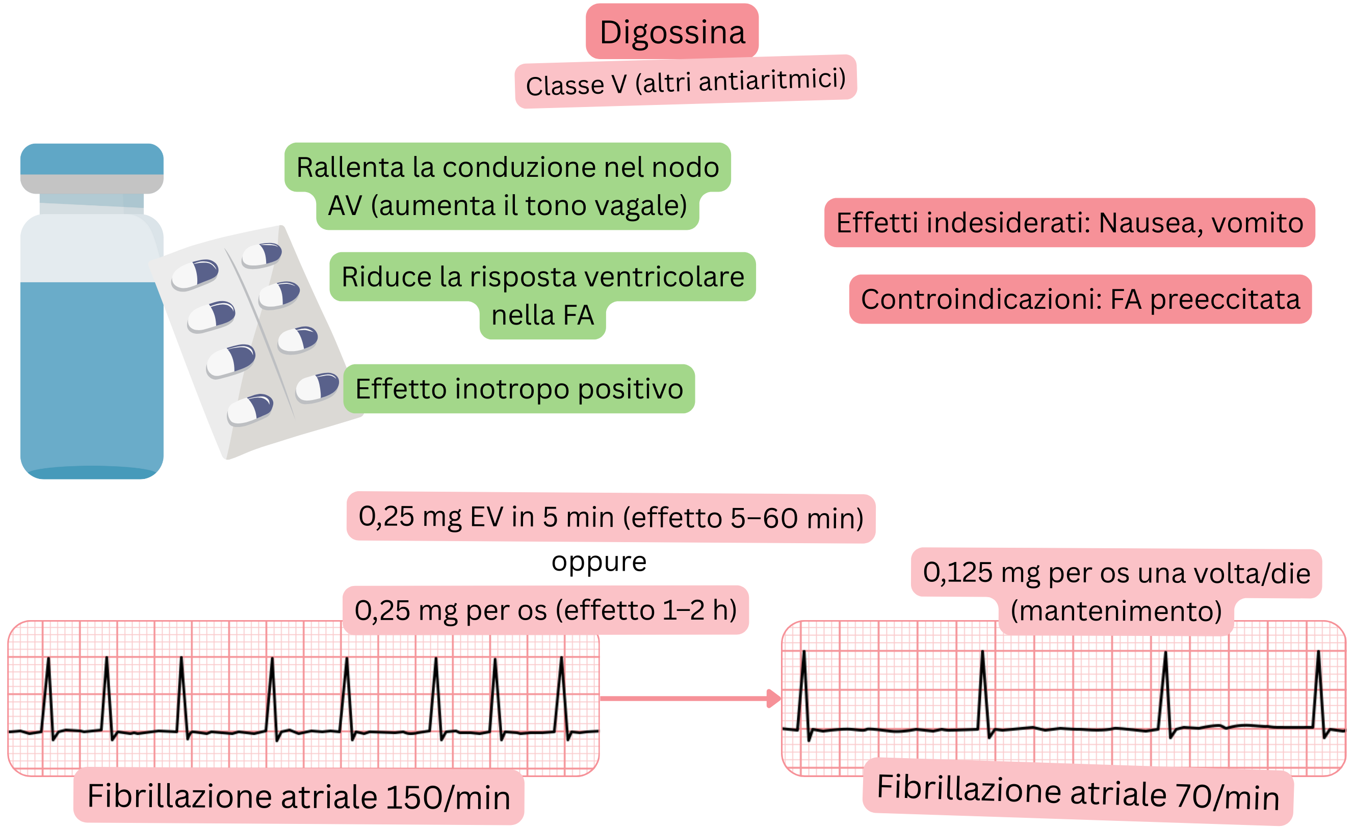 Schema dell’effetto della digossina come antiaritmico di classe V che illustra il rallentamento vagale della conduzione attraverso il nodo atrioventricolare, la riduzione della risposta ventricolare nella fibrillazione atriale e l’effetto inotropo positivo.
