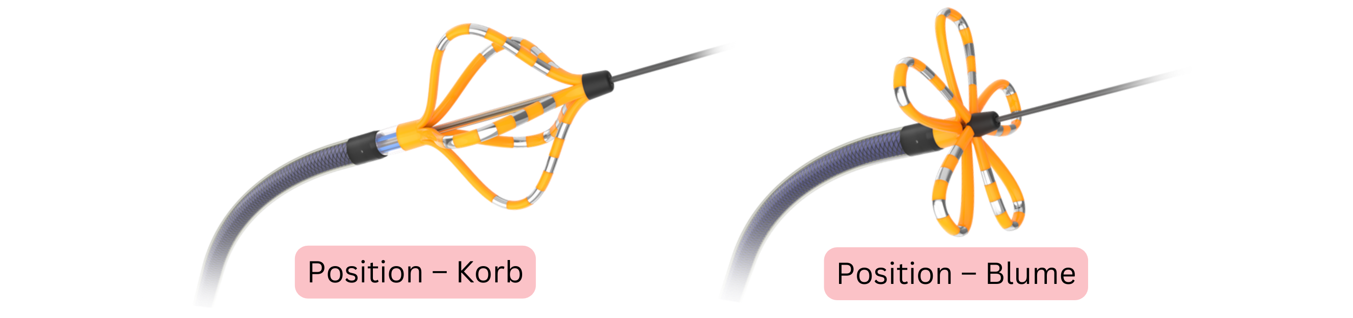 Schema des Ablationskatheters bei der Ablation von Vorhofflimmern mit Darstellung der Korb- und Blumenposition des Katheters zur Isolation der Pulmonalvenen.