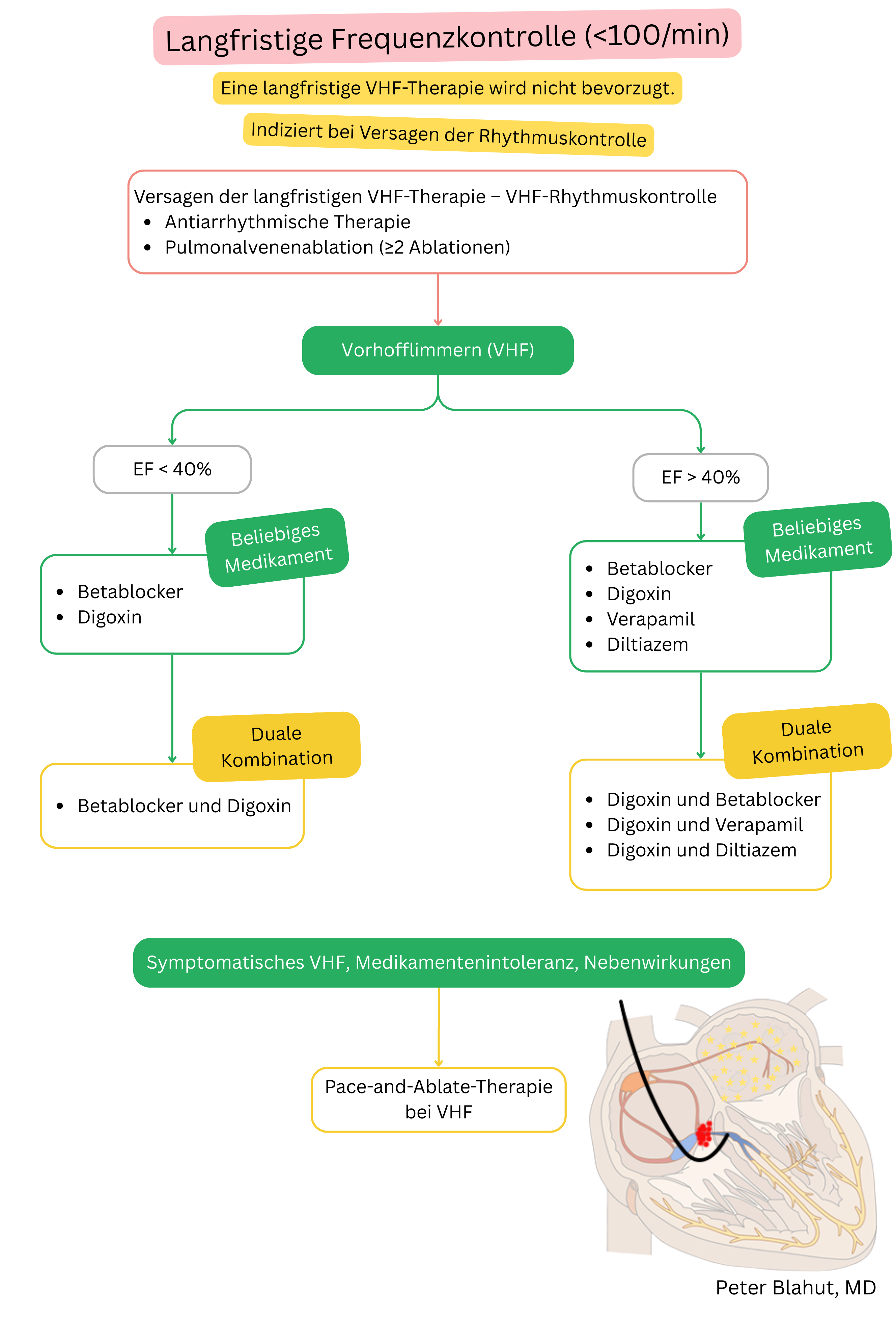 Leitlinienalgorithmus zur langfristigen Frequenzkontrolle bei Vorhofflimmern mit Auswahl der Pharmakotherapie nach linksventrikulärer Ejektionsfraktion und Indikation zur Pace-and-Ablate-Strategie.