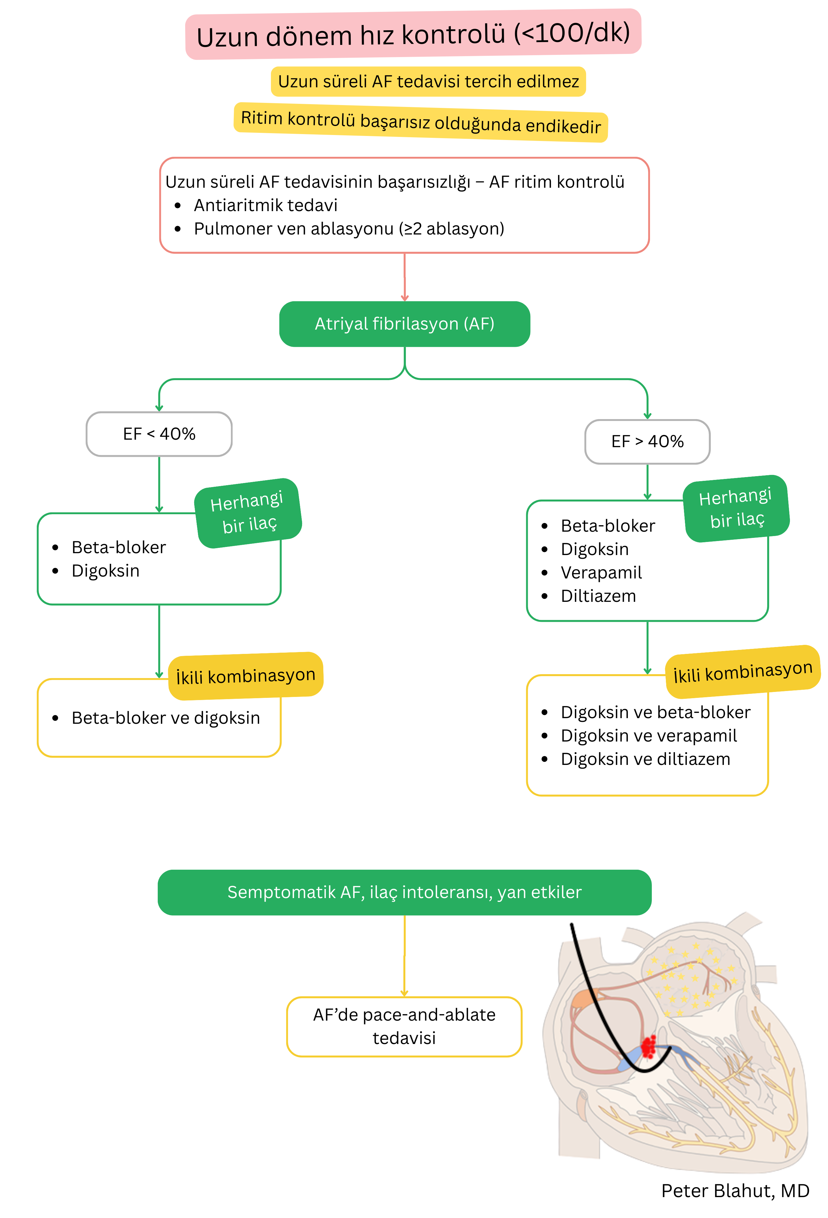 Atriyal fibrilasyonda uzun dönem hız kontrolü için öneri algoritması; sol ventrikül ejeksiyon fraksiyonuna göre farmakoterapi seçimi ve pace and ablate stratejisi endikasyonunu içerir.